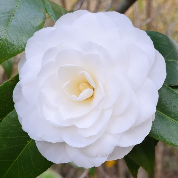 American Camellia Society National Hall of Fame Selections